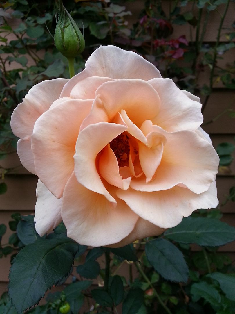  photo 20140902_073310_zpstan2xsyy.jpg